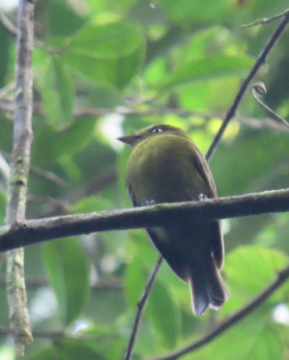 Sapayoa - ML646136107