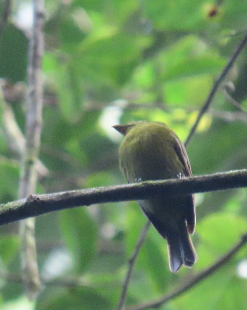 Sapayoa - ML646136108