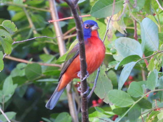 ゴシキノジコ - ML646136110