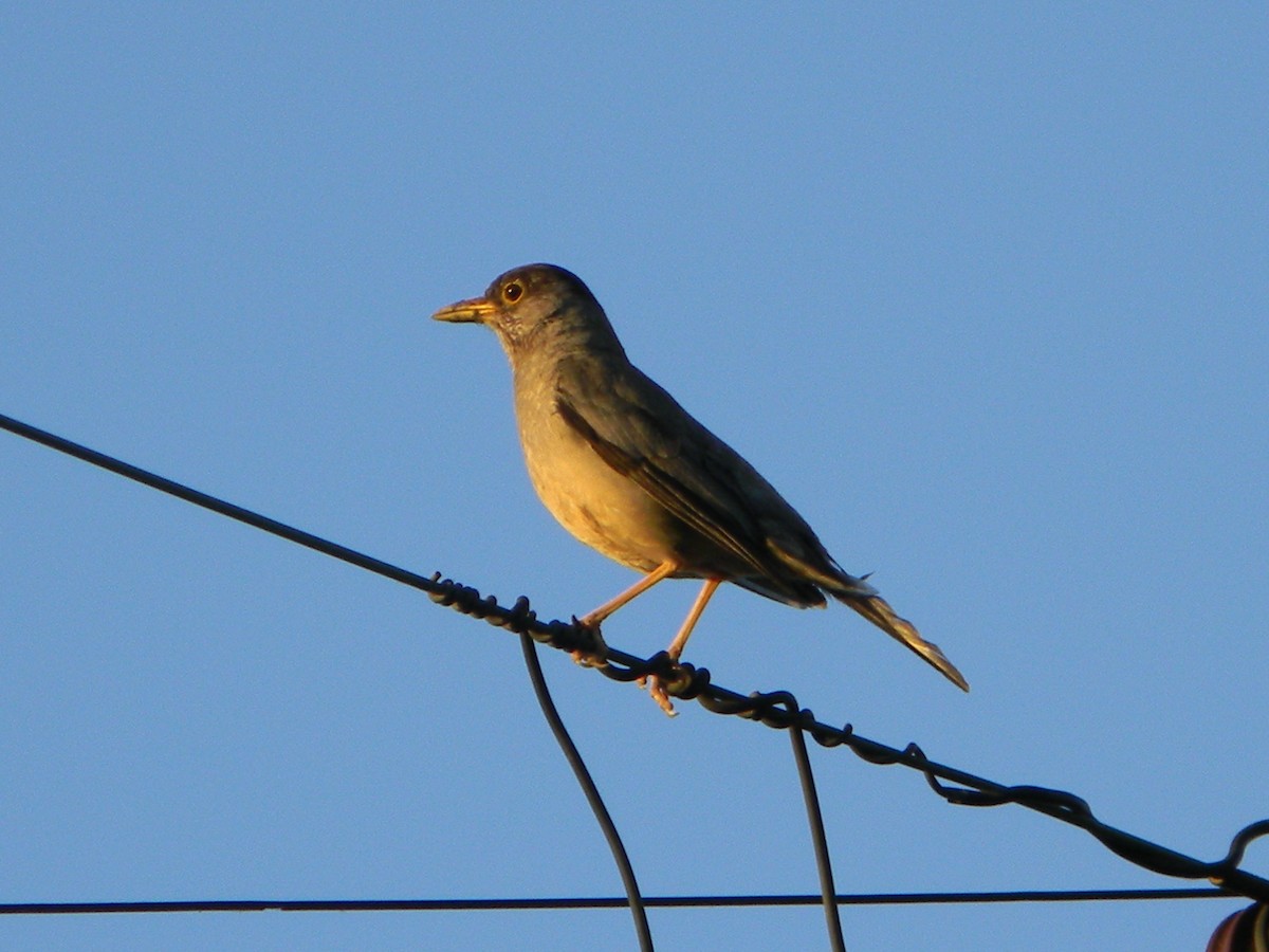 drozd falklandský - ML646136111