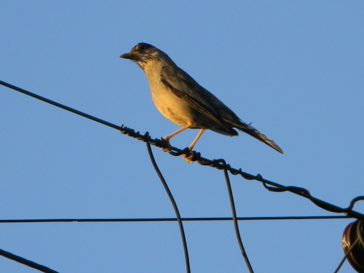 drozd falklandský - ML646136112