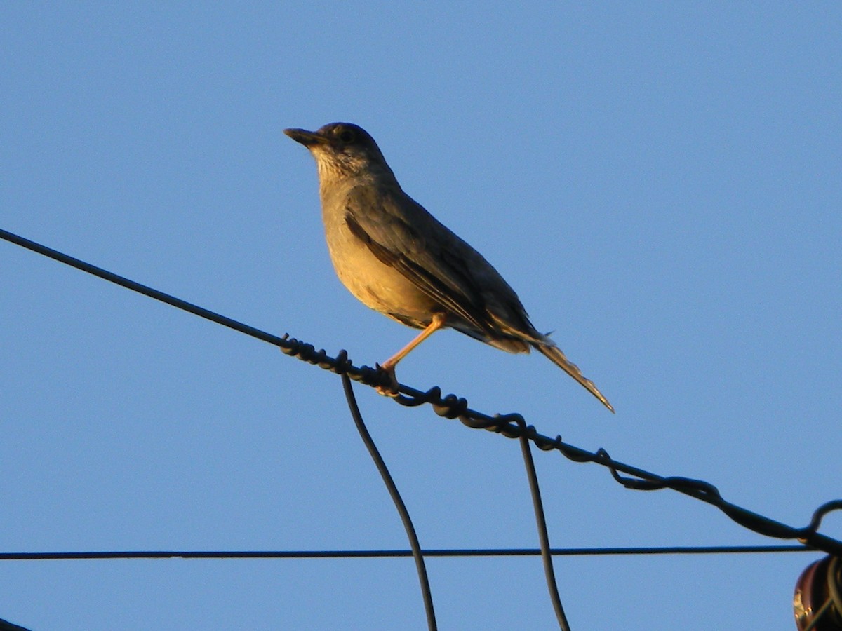 drozd falklandský - ML646136113