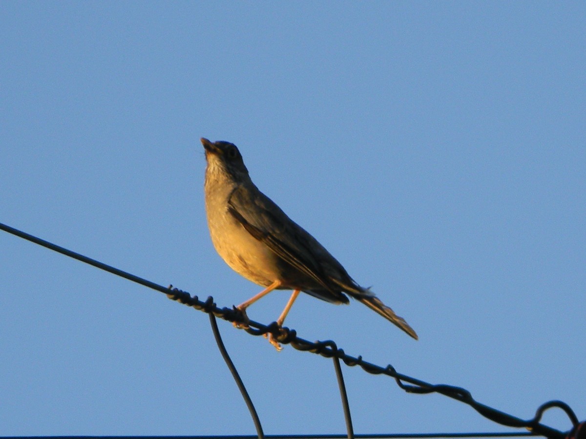 drozd falklandský - ML646136115