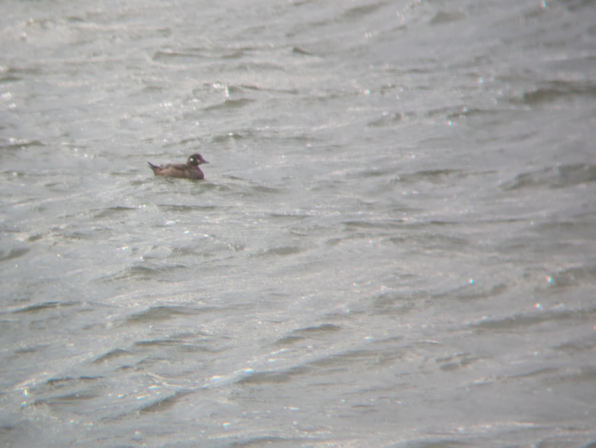 kačka strakatá - ML646136116