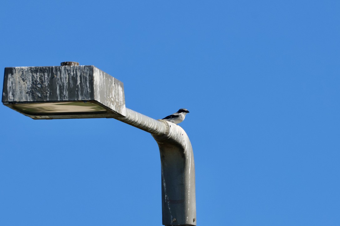 Loggerhead Shrike - ML646136117