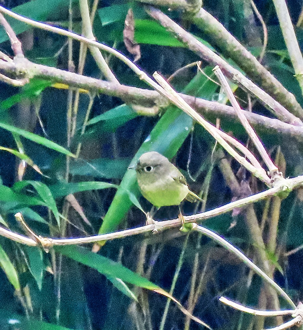 Ruby-crowned Kinglet - ML646136123