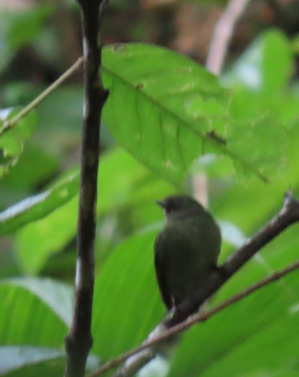 Velvety Manakin - ML646136125