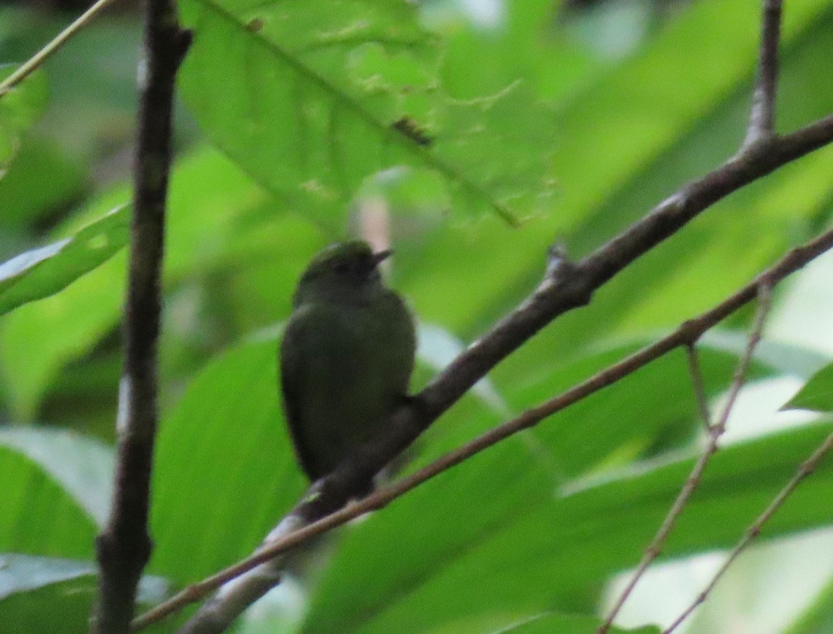 Velvety Manakin - ML646136126