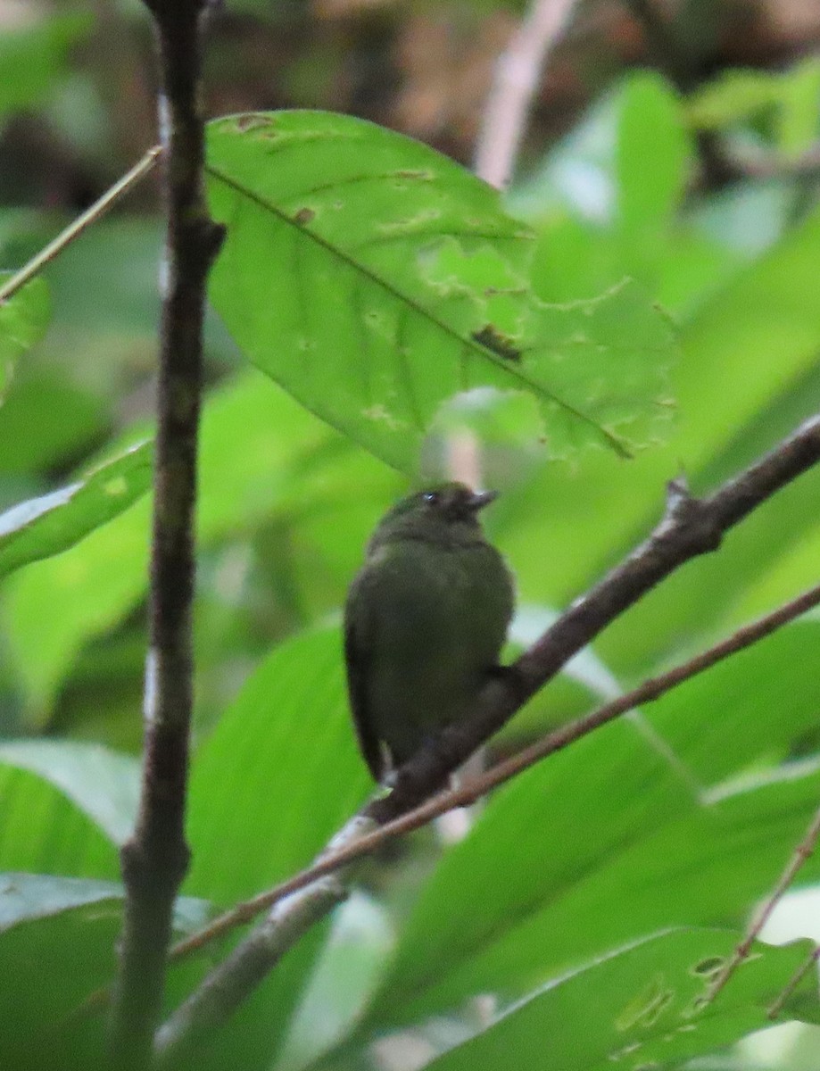 Velvety Manakin - ML646136127