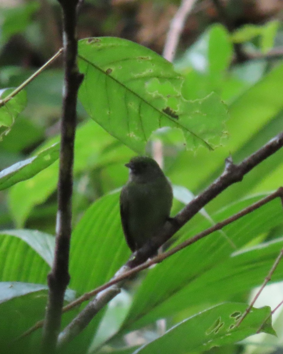 Velvety Manakin - ML646136128