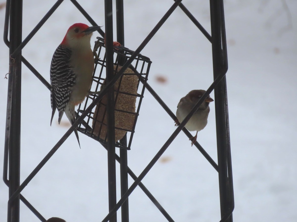 Red-bellied Woodpecker - ML646136129