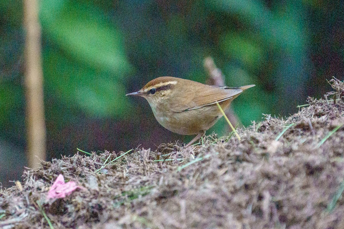 Asian Stubtail - ML646136139