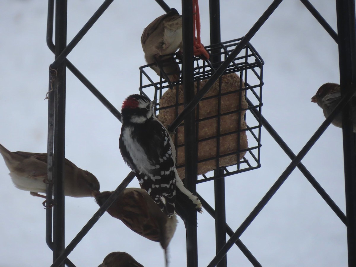 Downy Woodpecker - ML646136140