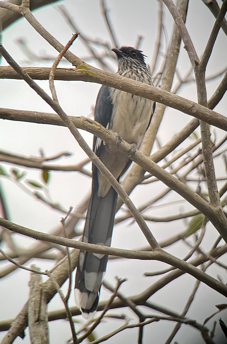 Levaillant's Cuckoo - ML646136141