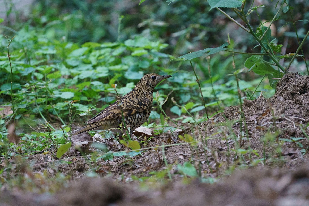 White's Thrush - ML646136142