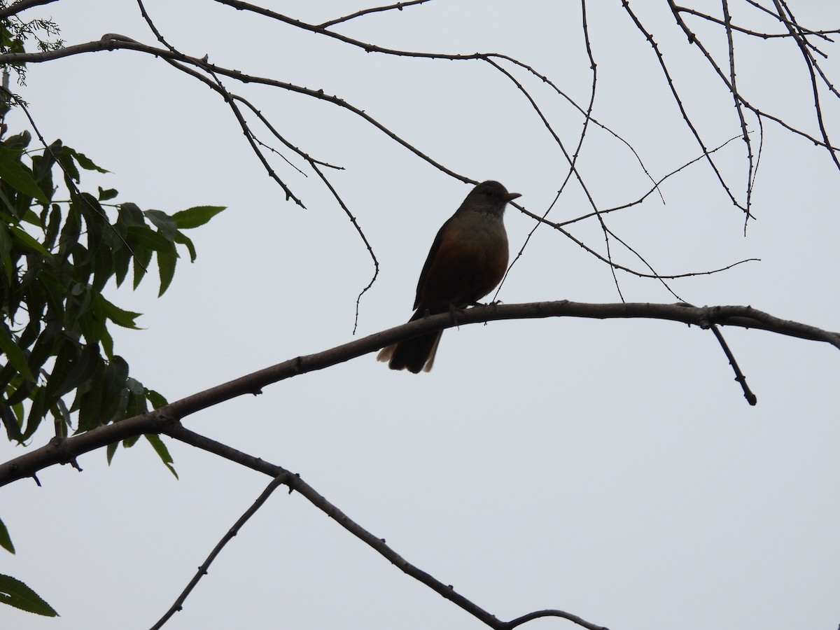 Rufous-bellied Thrush - ML646136143