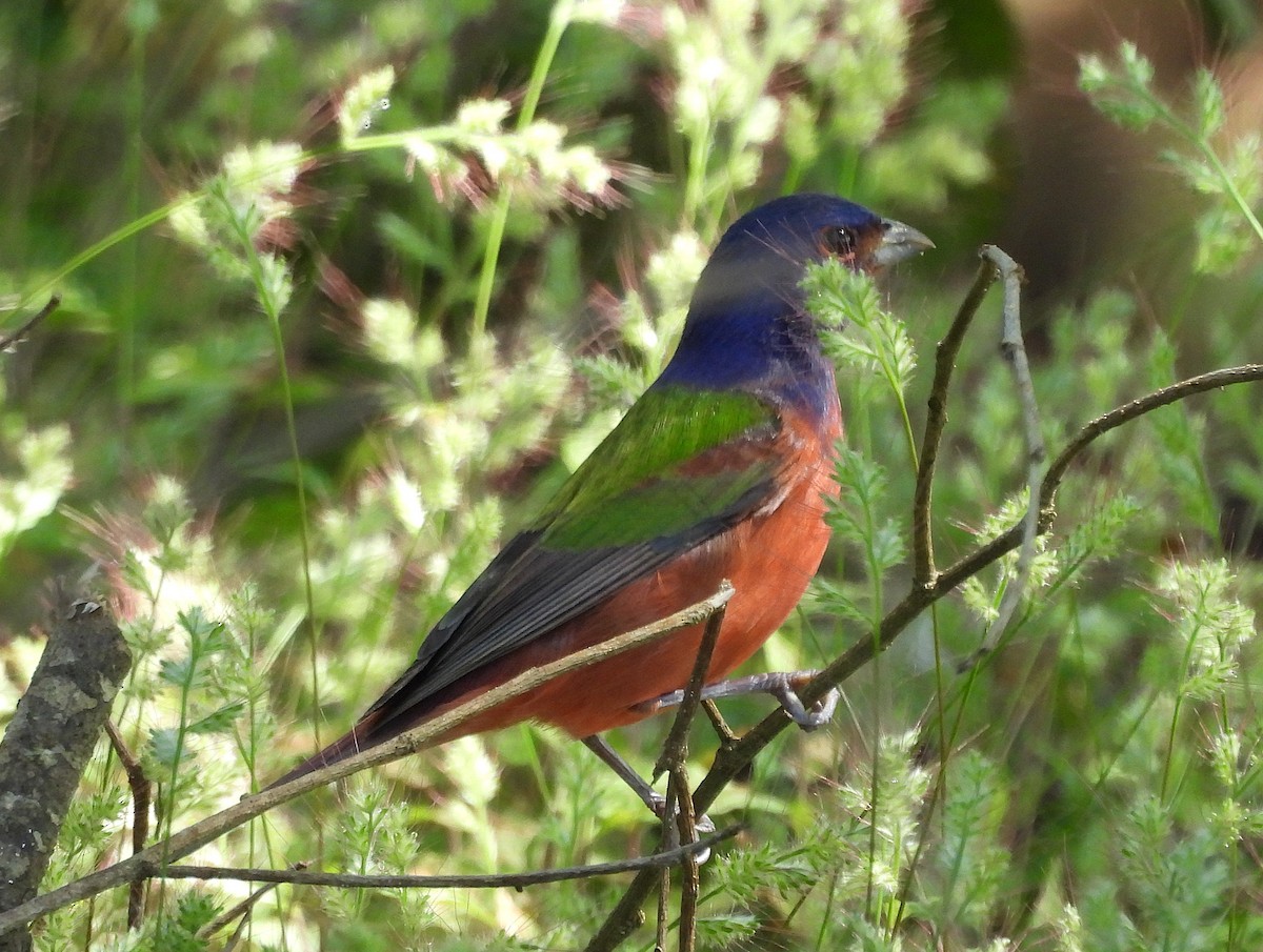 Painted Bunting - ML646136147