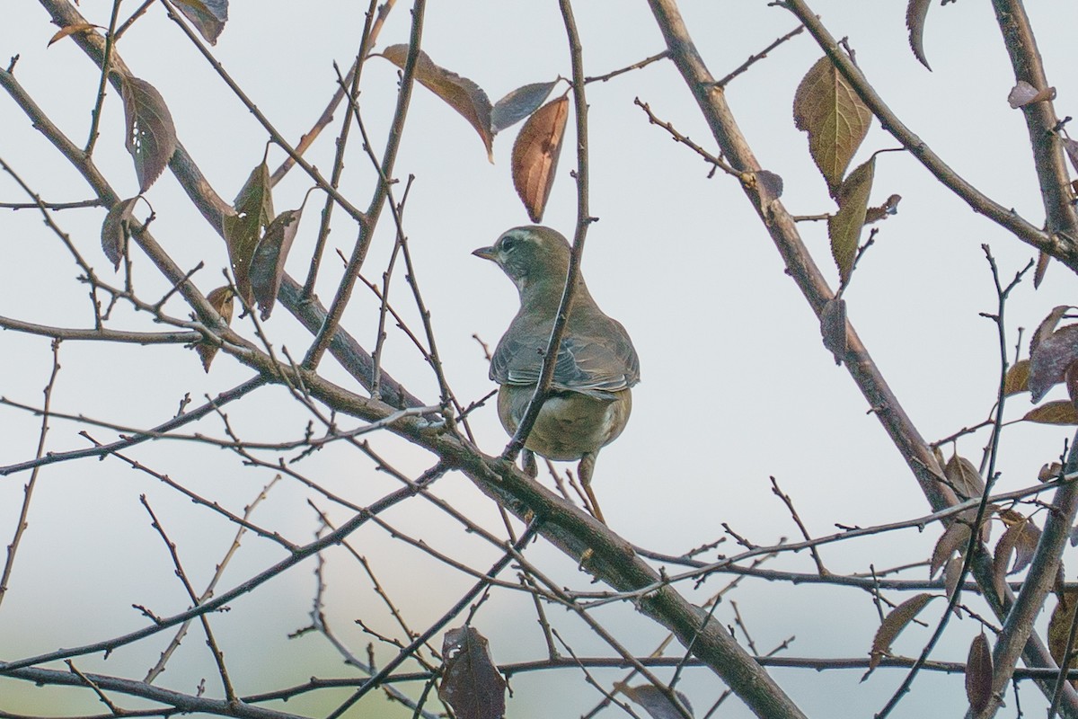 Eyebrowed Thrush - ML646136148