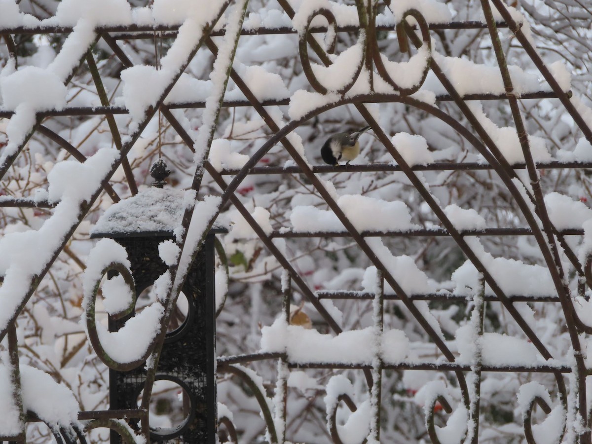 Black-capped Chickadee - ML646136149