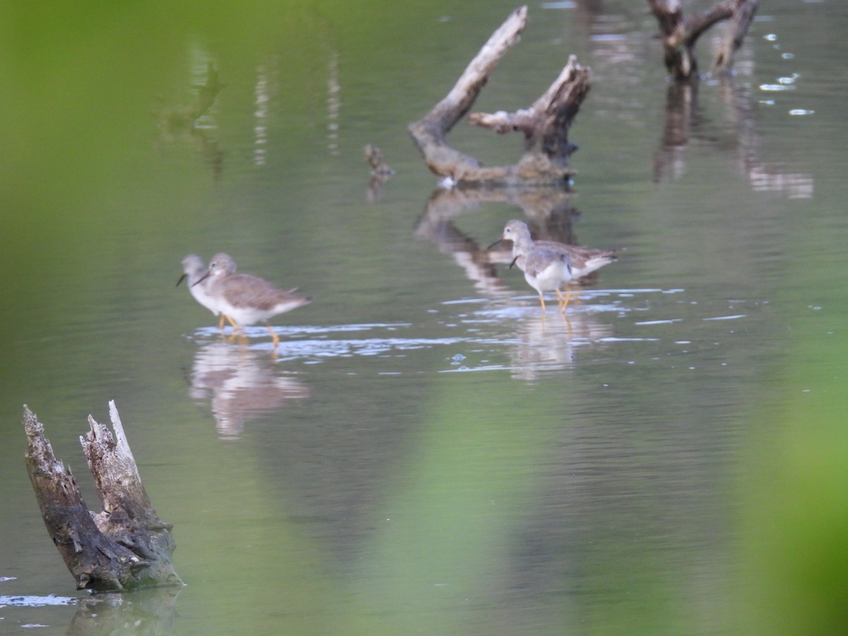 Lesser Yellowlegs - ML646136150