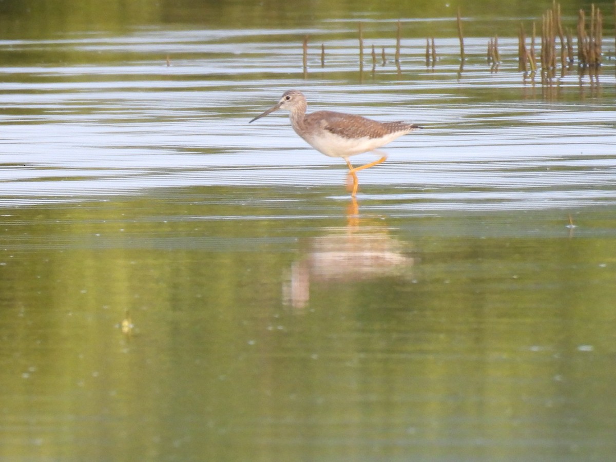 Greater Yellowlegs - ML646136151