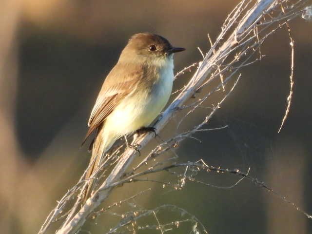 ツキヒメハエトリ - ML646136152