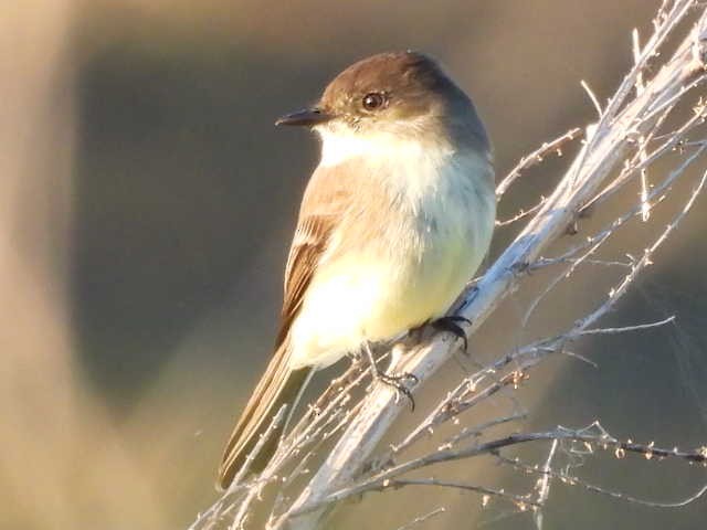 ツキヒメハエトリ - ML646136153