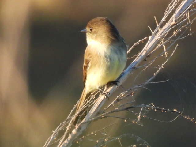 ツキヒメハエトリ - ML646136154