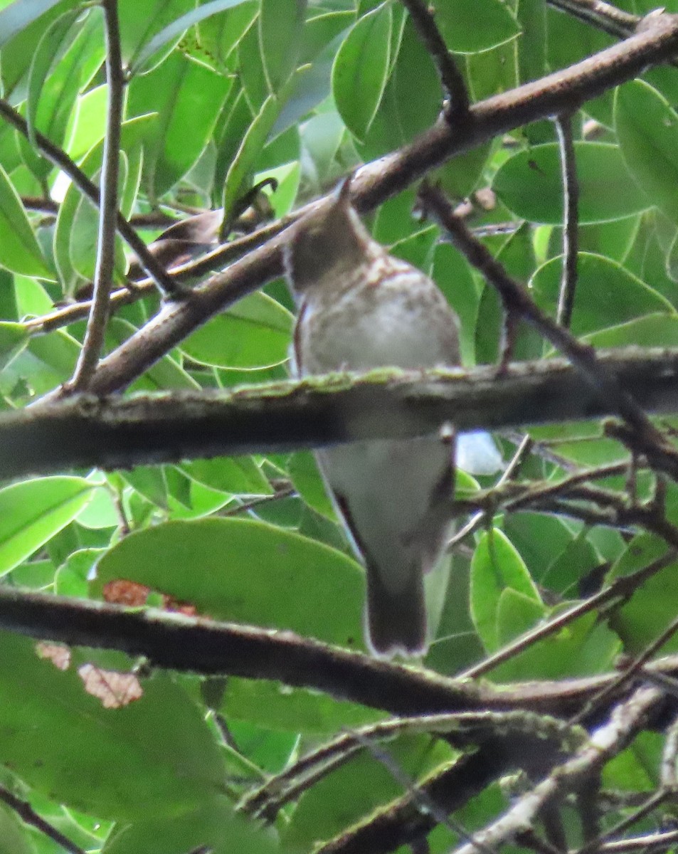 Swainson's Thrush - ML646136156