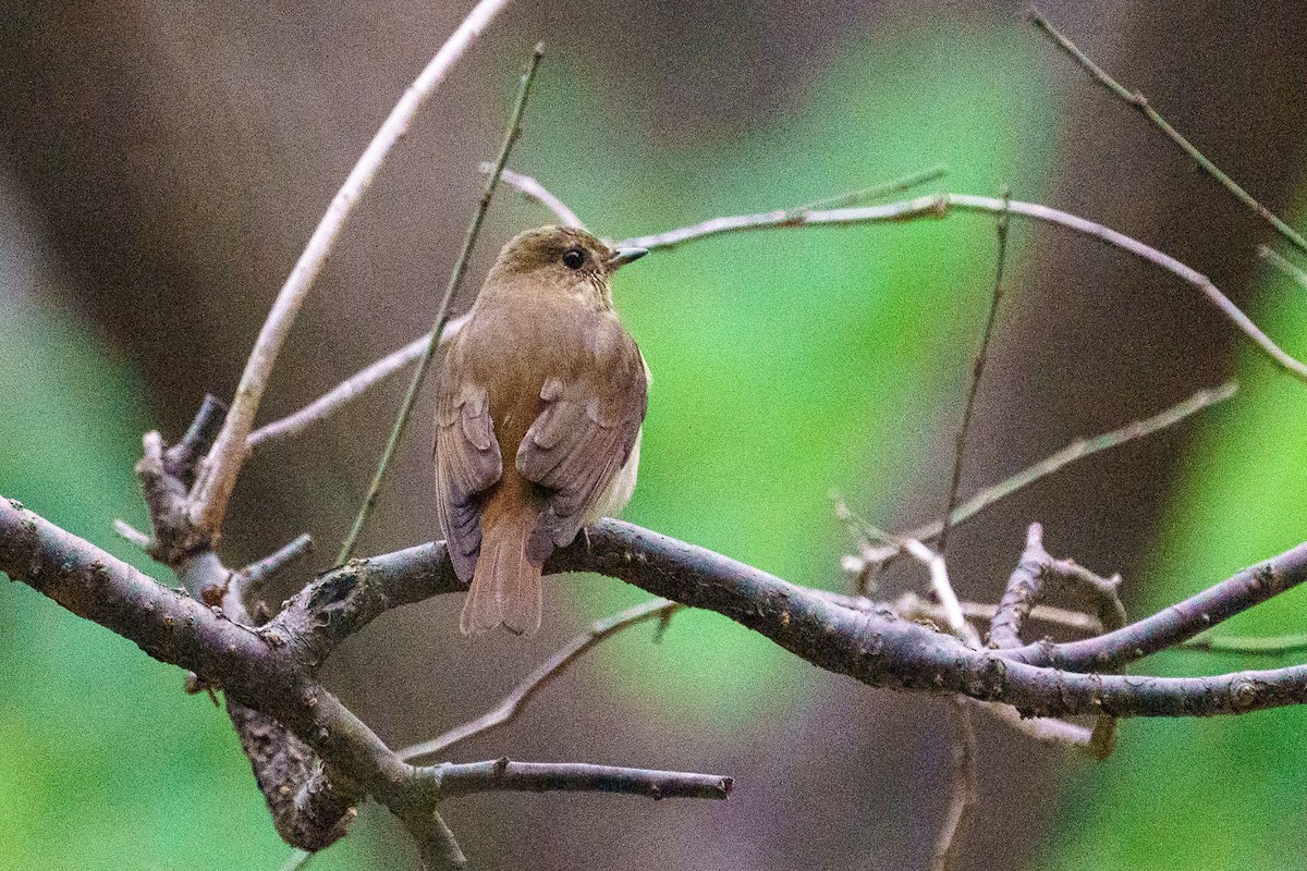 Blue-and-white Flycatcher - ML646136157