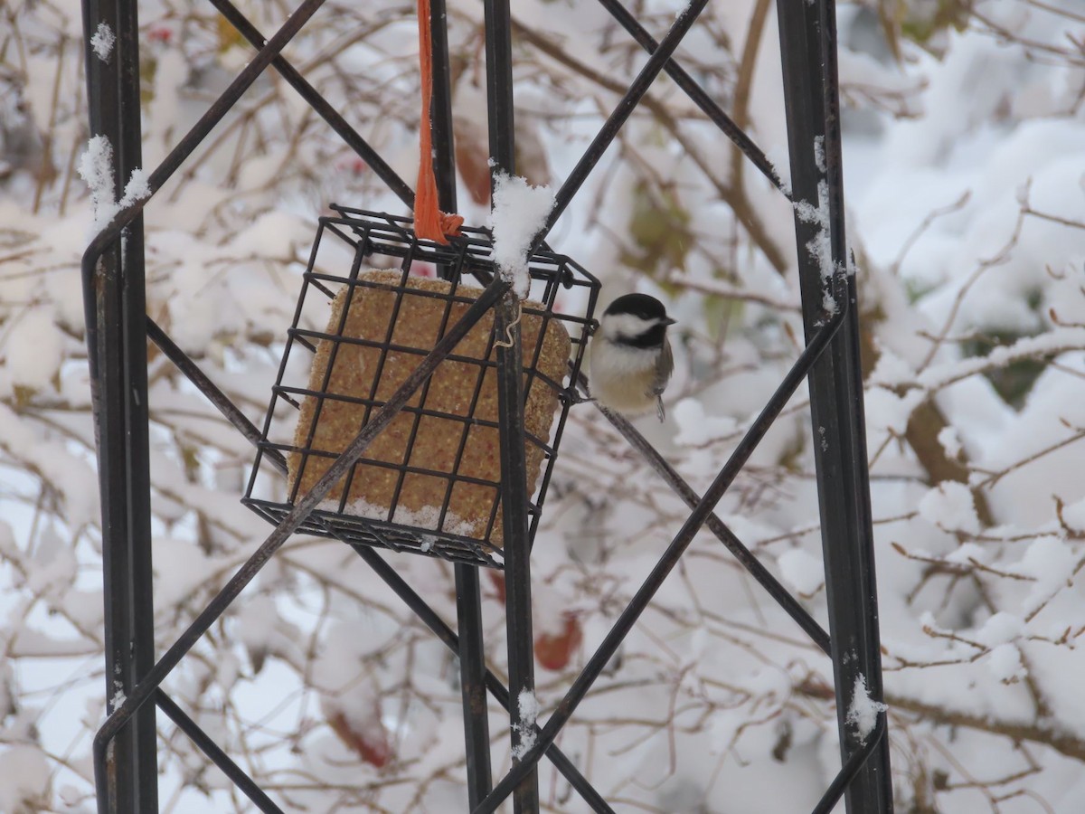 Black-capped Chickadee - ML646136158