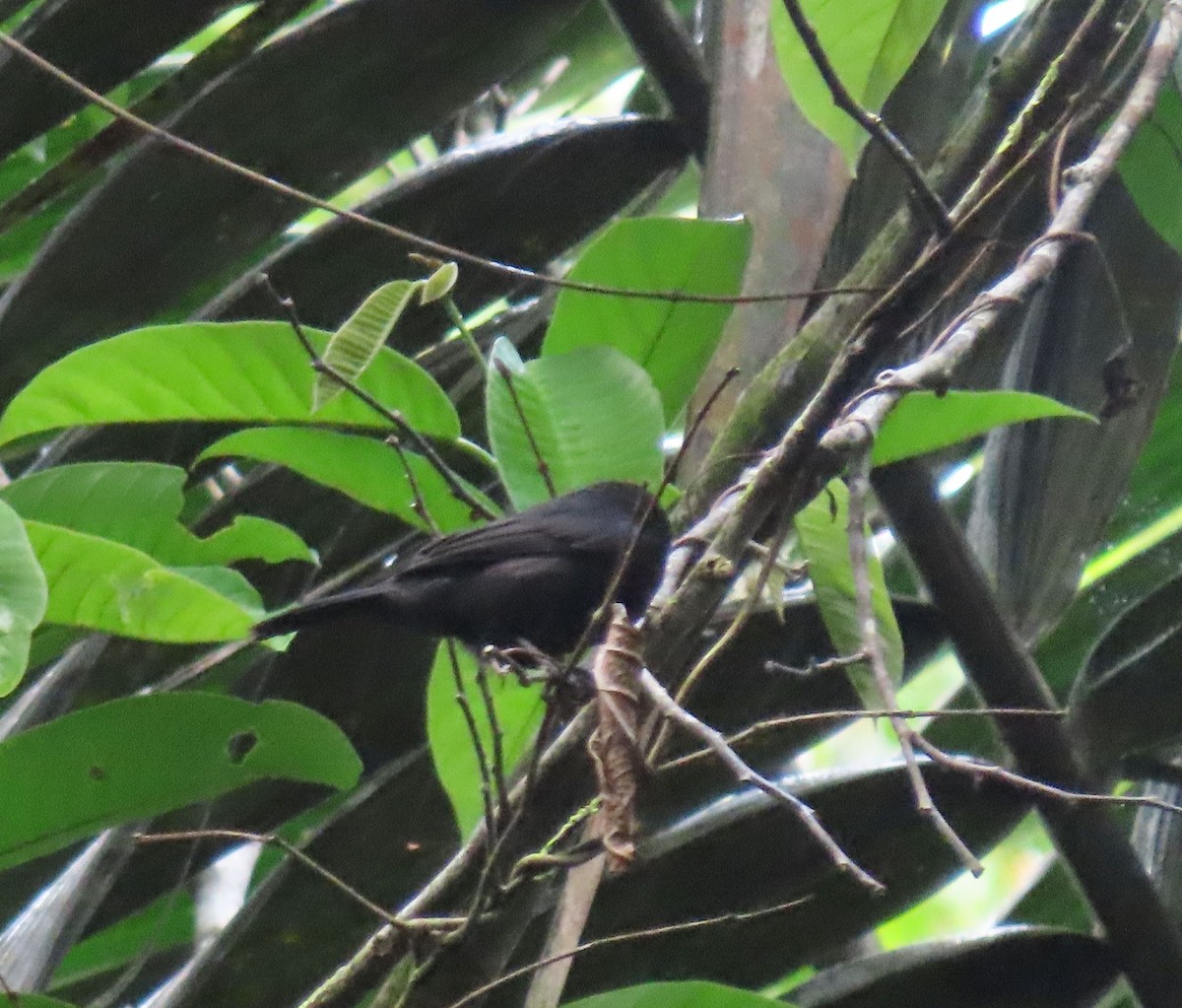 Tawny-crested Tanager - ML646136174