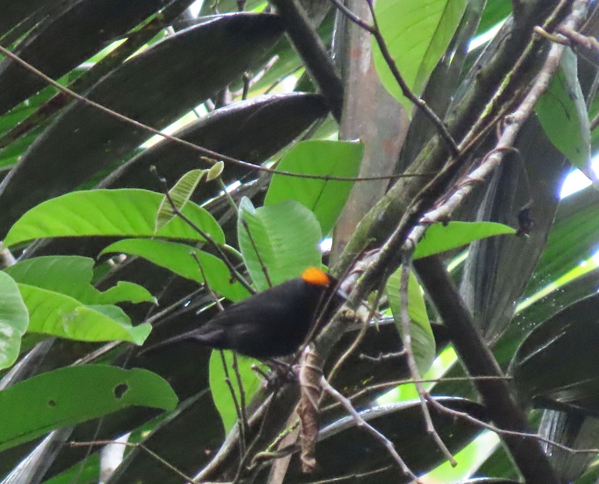 Tawny-crested Tanager - ML646136175