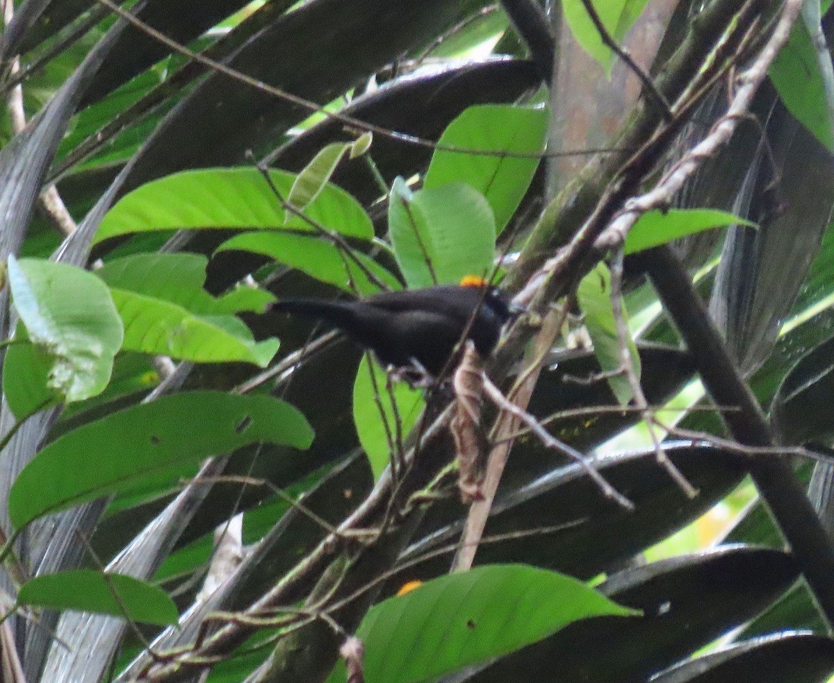 Tawny-crested Tanager - ML646136176
