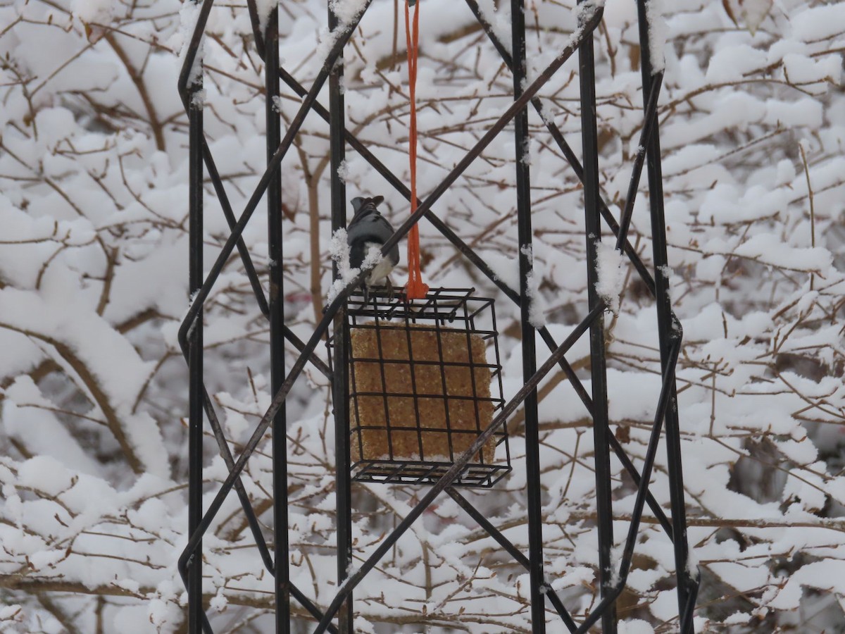 White-breasted Nuthatch - ML646136178