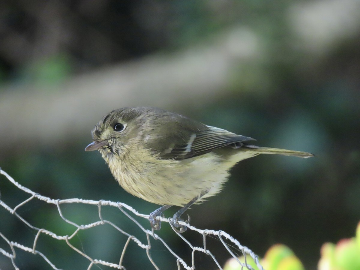 Hutton's Vireo - ML646136179