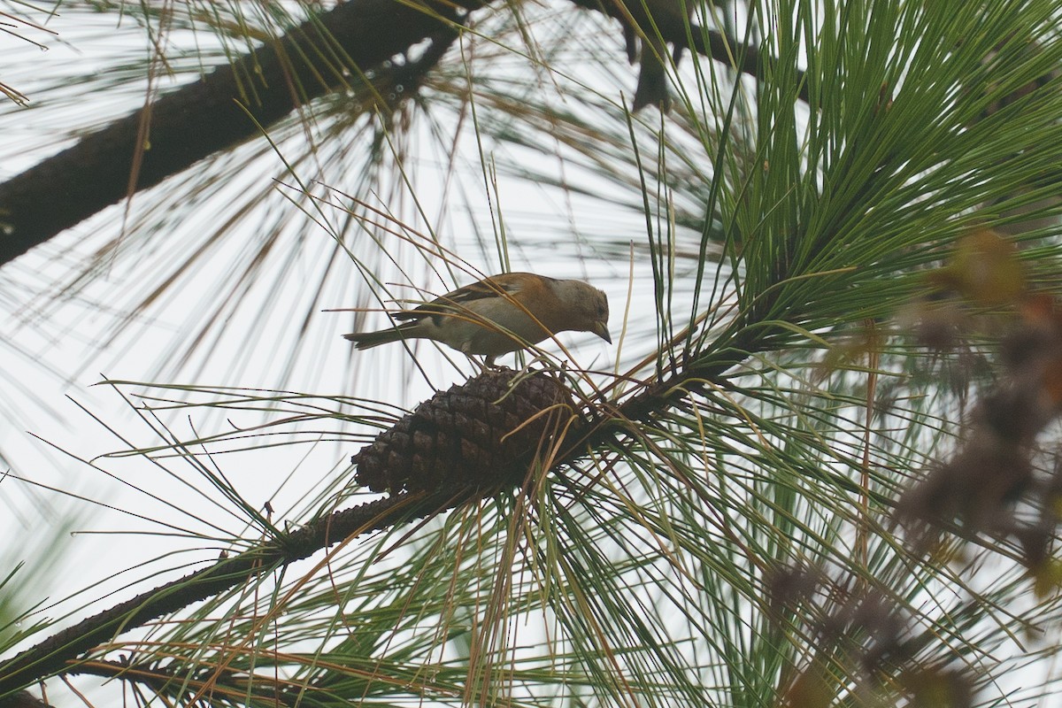 Brambling - ML646136180