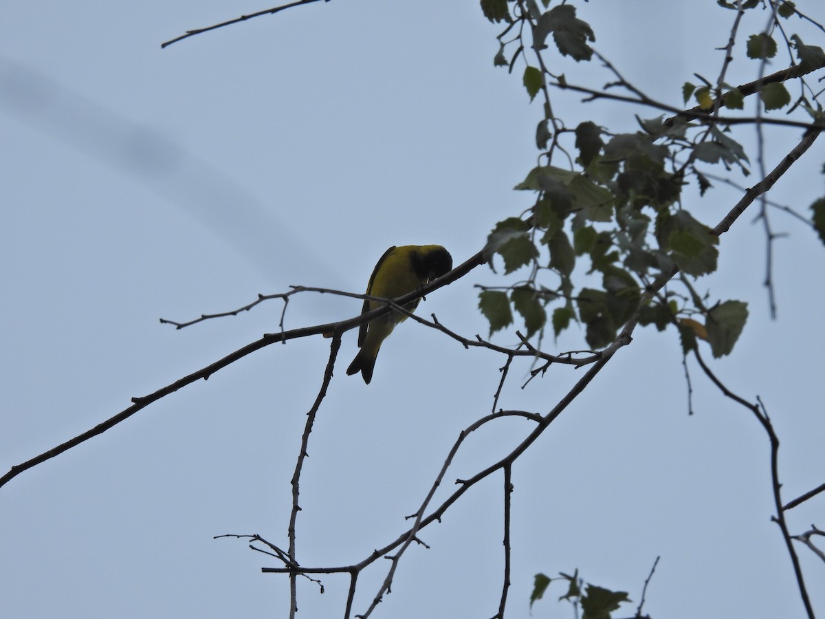 Hooded Siskin - ML646136181