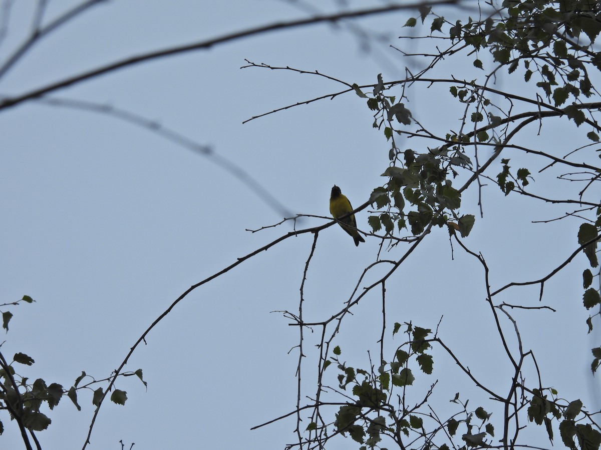 Hooded Siskin - ML646136184