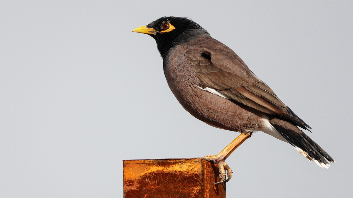 Common Myna - ML646136186