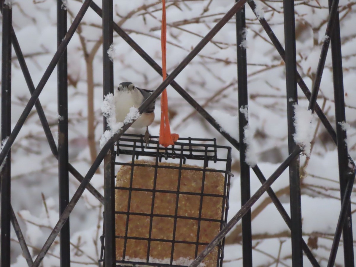 White-breasted Nuthatch - ML646136189