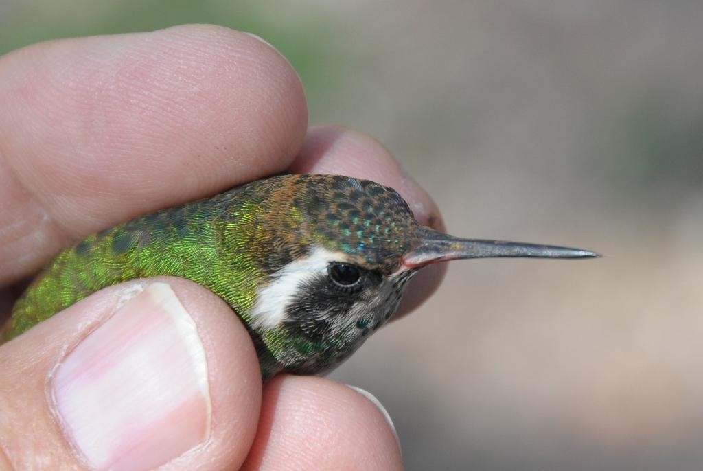 Ak Kulaklı Kolibri - ML646136190