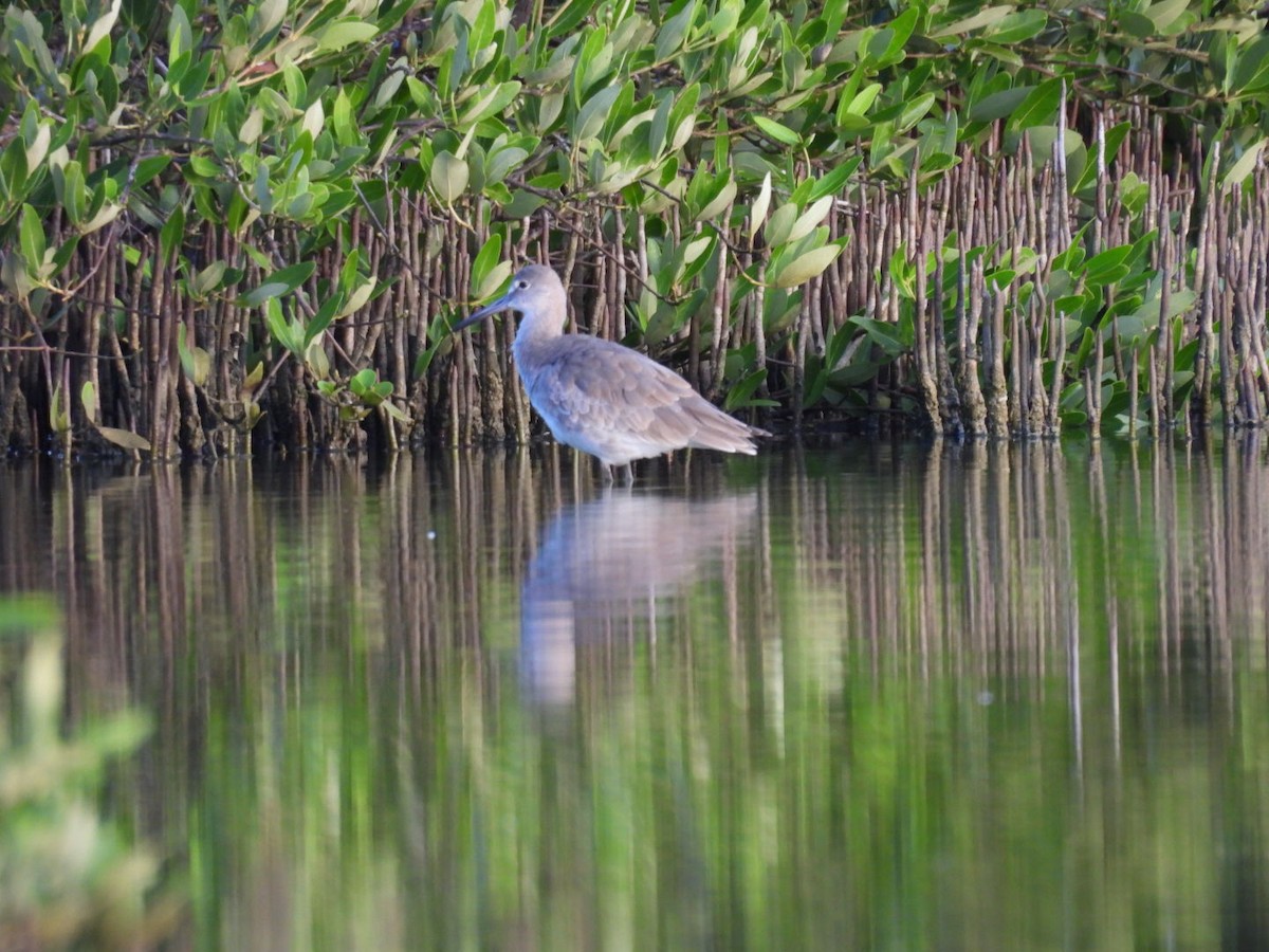 Willet - ML646136191