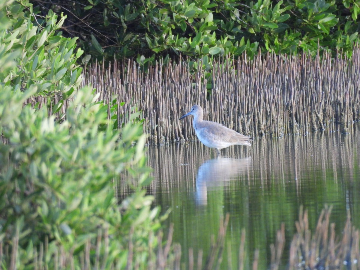 Willet - ML646136192