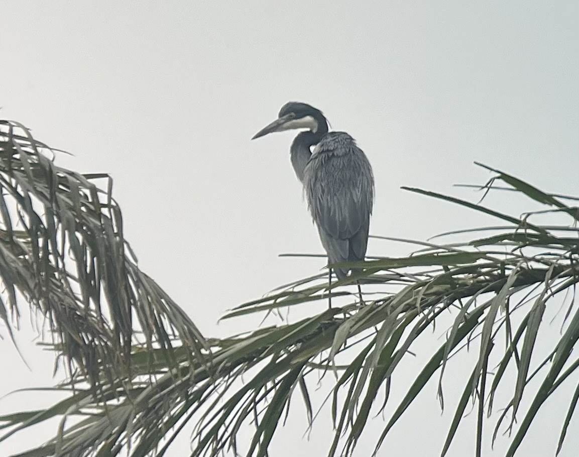 Black-headed Heron - ML646136193