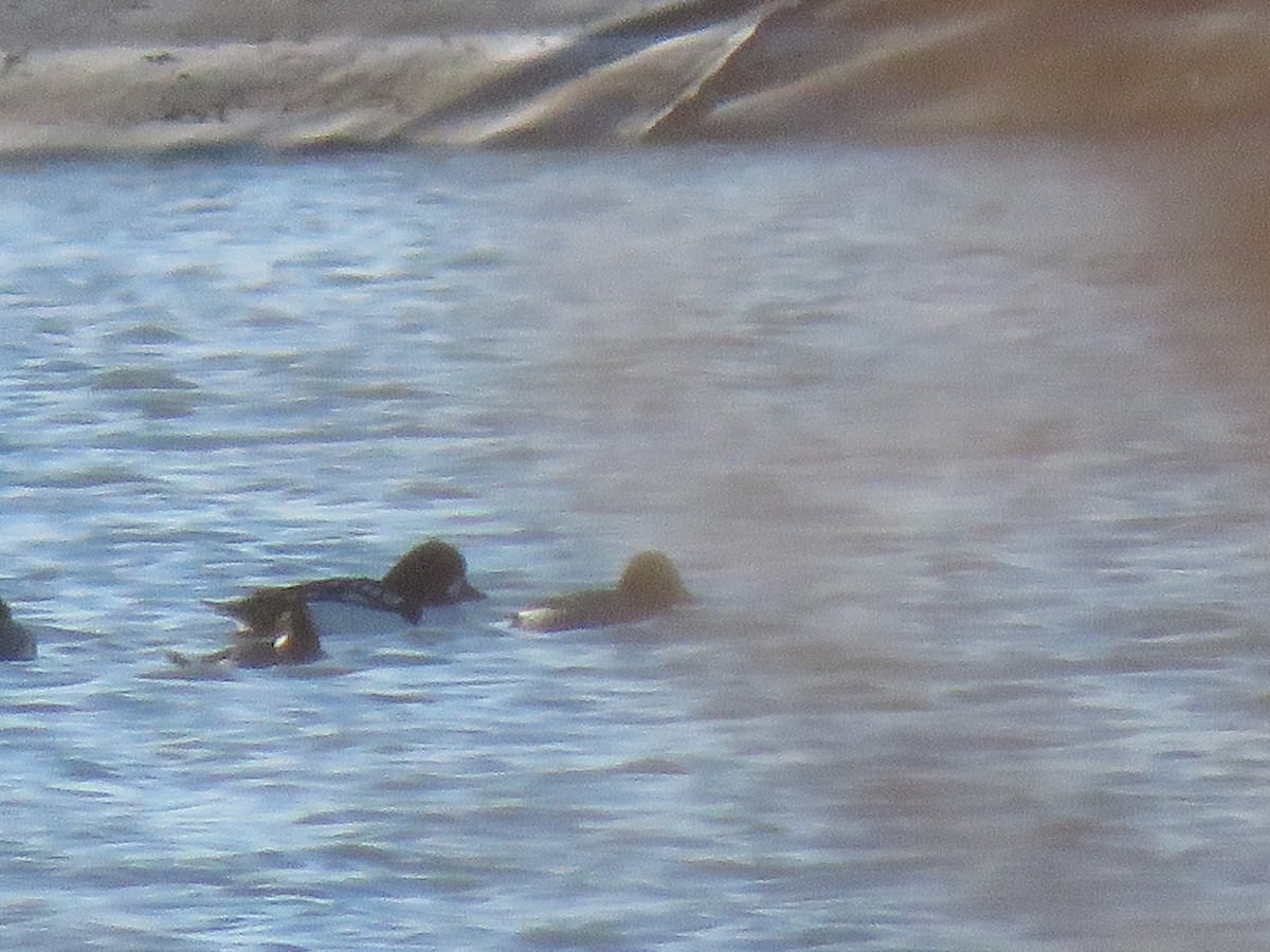 Barrow's Goldeneye - ML646136194