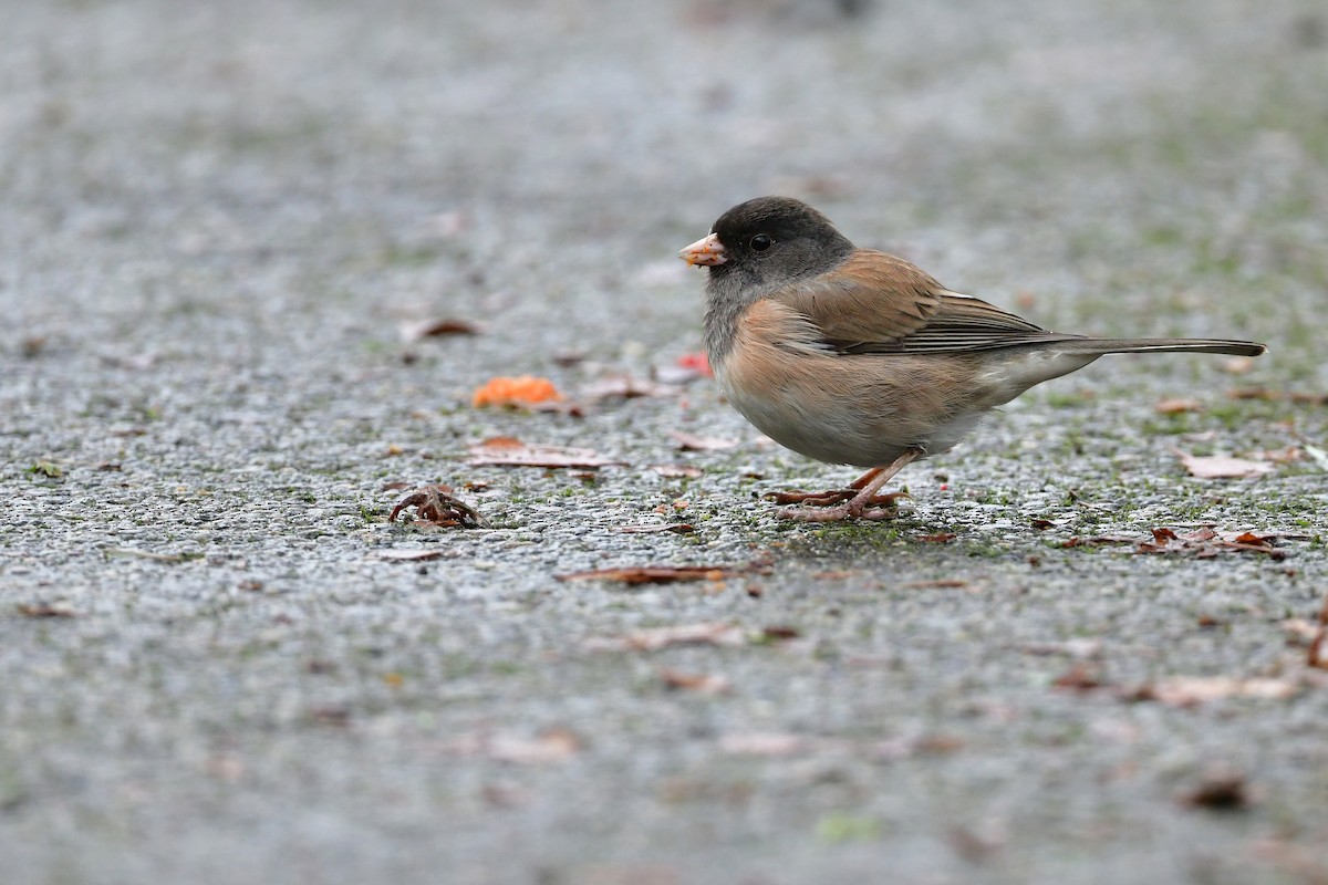 Dark-eyed Junco - ML646136198