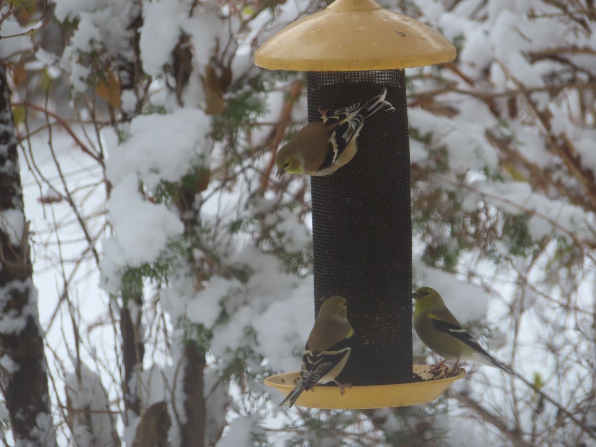 American Goldfinch - ML646136200