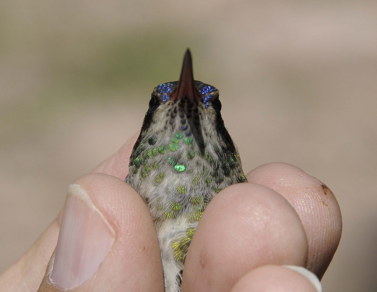 Ak Kulaklı Kolibri - ML646136201