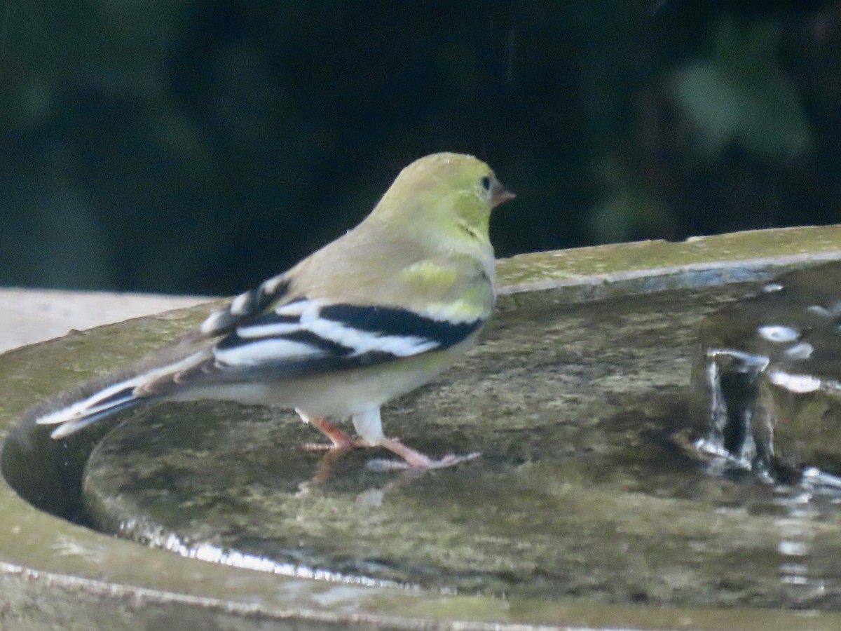 American Goldfinch - ML646136202